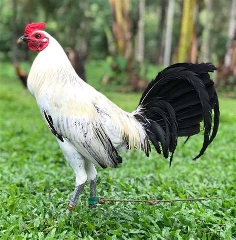 Kanawayon Gamefowl Highlights .